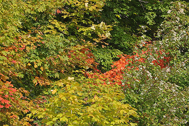 Along Highway 60 in Algonquin Park on September 10, 2025 (click to enlarge). 