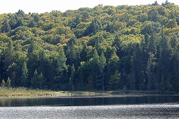 At km 49 of Highway 60 in Algonquin Park on September 10, 2025 (click to enlarge).