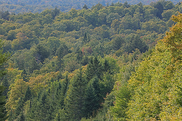 Near Smoke Lake in Algonquin Park on September 10, 2025 (click to enlarge). 