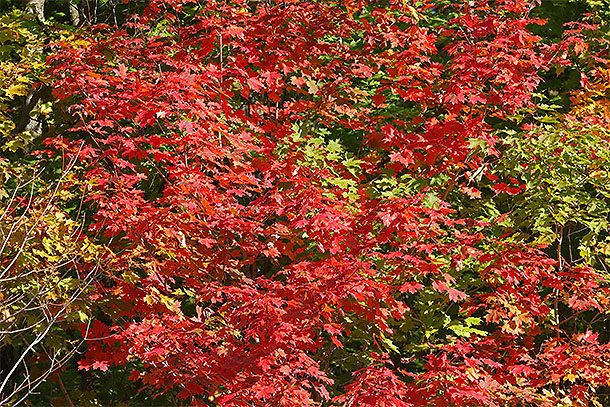 Along Highway 60 in Algonquin Park on September 15, 2025 (click to enlarge). 