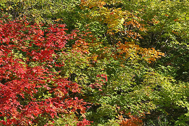 Along Highway 60 in Algonquin Park on September 15, 2025 (click to enlarge). 