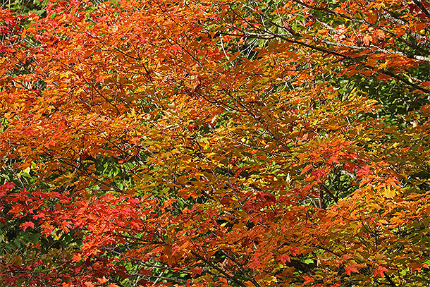 Along Highway 60 in Algonquin Park on September 15, 2025 (click to enlarge). 