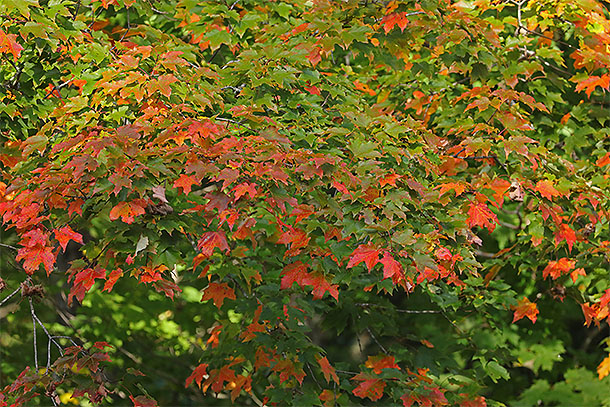 Along Highway 60 in Algonquin Park on September 15, 2025 (click to enlarge). 