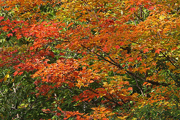 Along Highway 60 in Algonquin Park on September 15, 2025 (click to enlarge). 