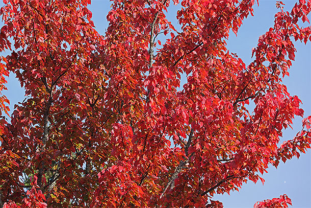 Along Highway 60 in Algonquin Park on September 15, 2025 (click to enlarge). 