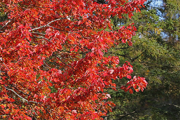 Red Maple along Highway 60 in Algonquin Park on September 15, 2025 (click to enlarge). 