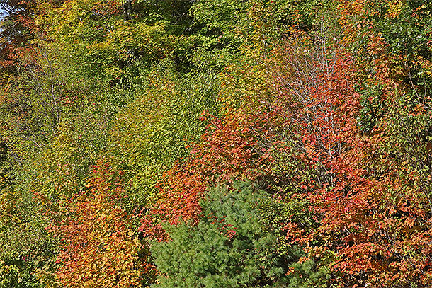 Along Highway 60 in Algonquin Park on September 15, 2025 (click to enlarge). 