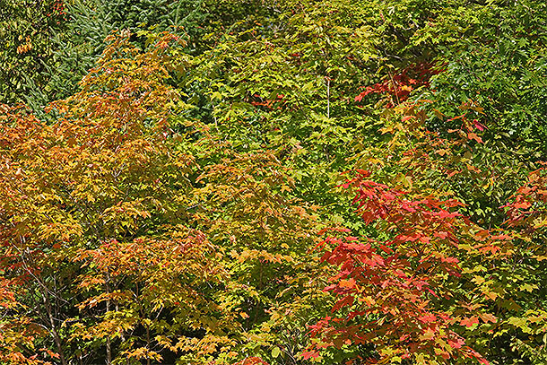 Along Highway 60 in Algonquin Park on September 15, 2025 (click to enlarge). 