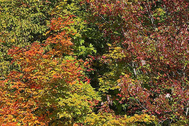 Along Highway 60 in Algonquin Park on September 15, 2025 (click to enlarge). 