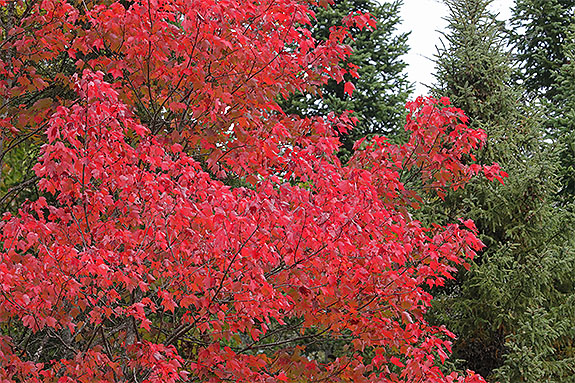 Red Maple along Highway 60 in Algonquin Park on September 18, 2025 (click to enlarge). 
