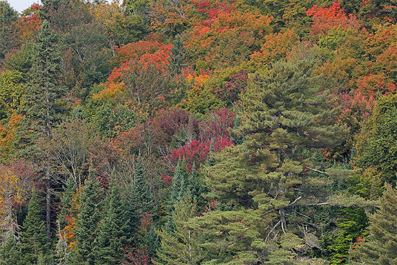 Along Highway 60 in Algonquin Park on September 18, 2025 (click to enlarge). 