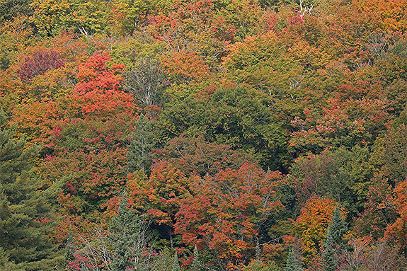 Fall colour in Algonquin Park on September 18, 2025 (click to enlarge). 