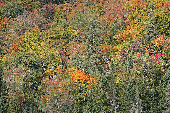 Along Highway 60 in Algonquin Park on September 18, 2025 (click to enlarge).