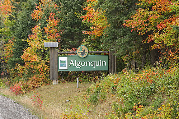 At the West Gate in Algonquin Park on September 18, 2025 (click to enlarge). 