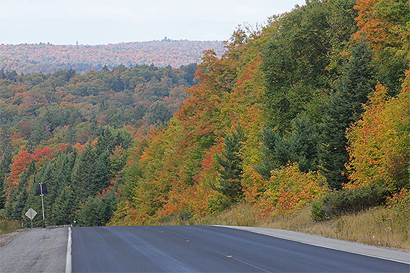 At km 16 of Highway 60 in Algonquin Park on September 18, 2025 (click to enlarge). 