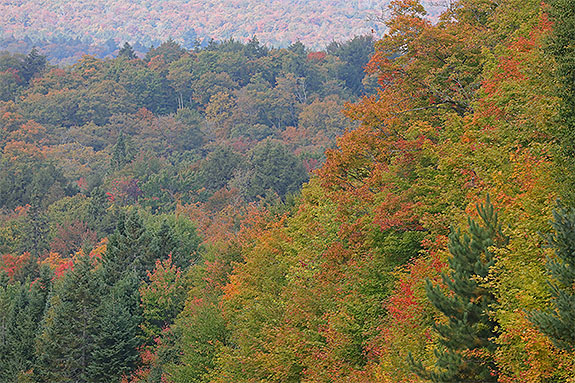 Near Smoke Lake in Algonquin Park on September 18, 2025 (click to enlarge).