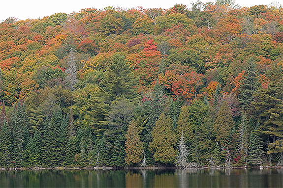 Tea Lake in Algonquin Park on September 18, 2025 (click to enlarge). 