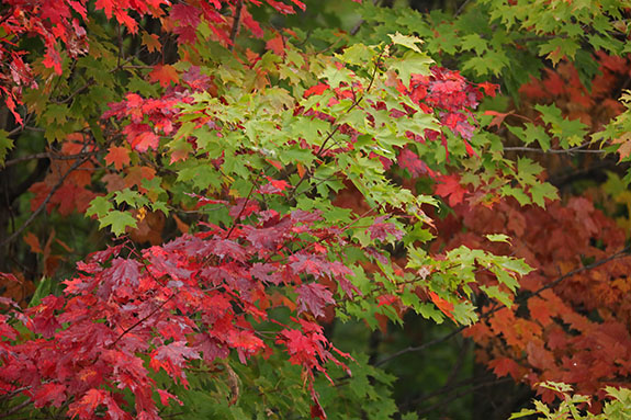 Fall colour in Algonquin Park on September 23, 2025 (click to enlarge). 