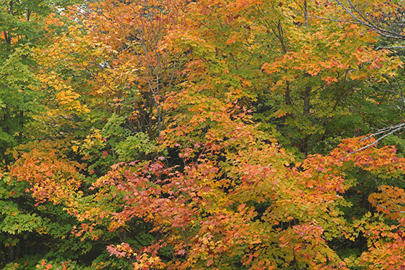 Fall colour in Algonquin Park on September 23, 2025 (click to enlarge). 