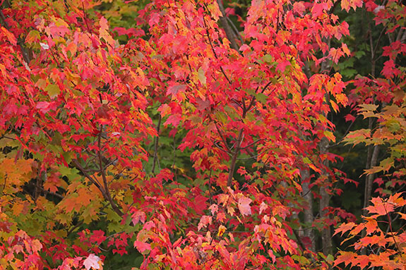 Fall colour along Highway 60 in Algonquin Park on September 23, 2025 (click to enlarge). 
