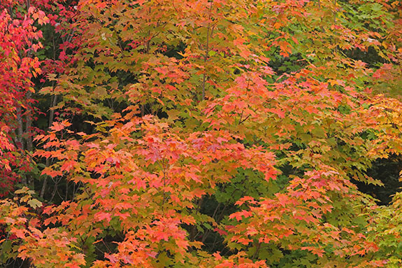 Fall colour in Algonquin Park on September 23, 2025 (click to enlarge). 
