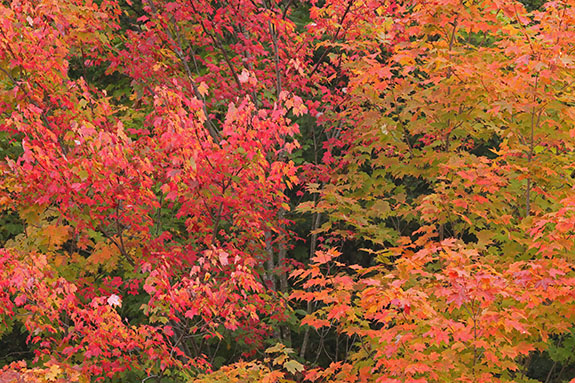 Fall colour along Highway 60 in Algonquin Park on September 23, 2025 (click to enlarge). 
