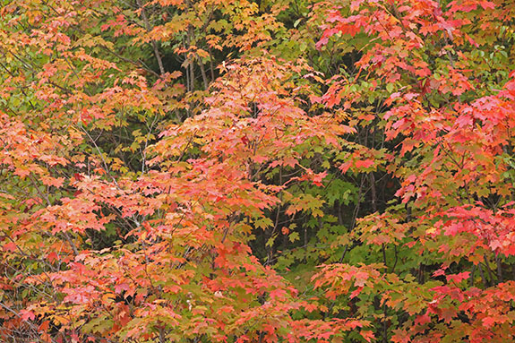 Fall colour in Algonquin Park on September 23, 2025 (click to enlarge). 
