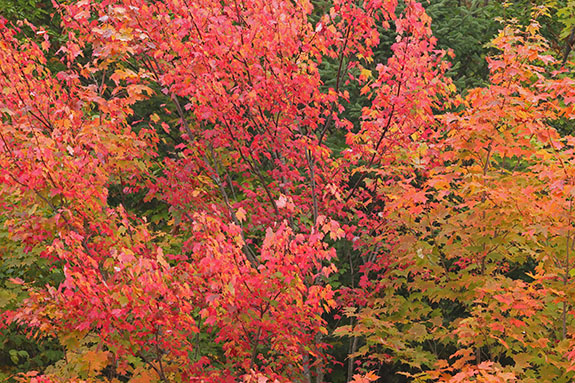 Fall colour along Highway 60 in Algonquin Park on September 23, 2025 (click to enlarge). 