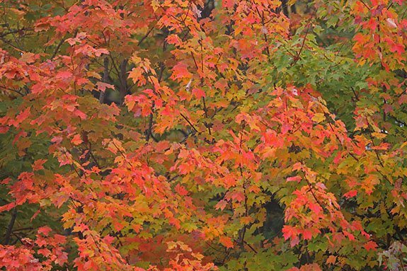 Fall colour along Highway 60 in Algonquin Park on September 23, 2025 (click to enlarge). 