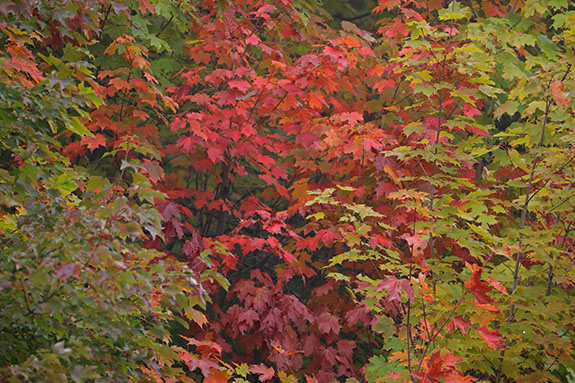 Fall colour along Highway 60 in Algonquin Park on September 23, 2025 (click to enlarge). 
