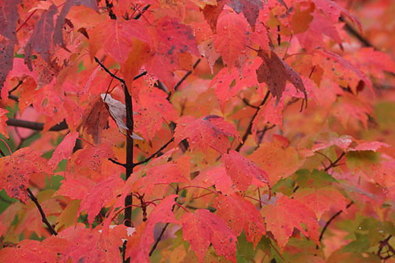 Red Maples in Algonquin Park on September 23, 2025 (click to enlarge). 