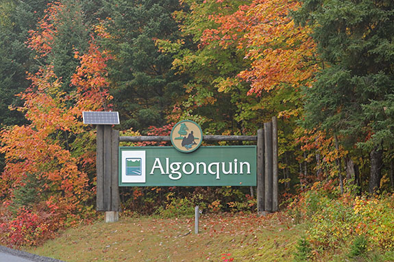 At the West Gate of Highway 60 in Algonquin Park on September 23, 2025 (click to enlarge). 
