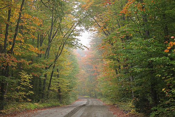 Looking north on the Arowhon Road in Algonquin Park on September 23, 2025 (click to enlarge). 