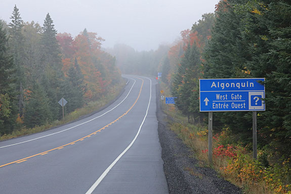 Approaching the West Gate on a foggy morning in Algonquin Park on September 23, 2025 (click to enlarge). 