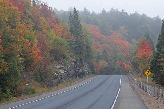 At km 13 of Highway 60 in Algonquin Park on September 23, 2025 (click to enlarge). 