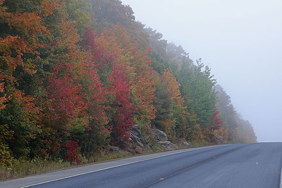 At km 17 of Highway 60 in Algonquin Park on September 23, 2025 (click to enlarge). 
