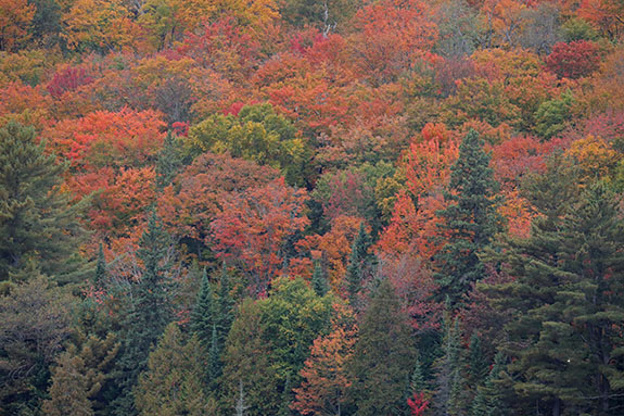 Fall colour in Algonquin Park on September 25, 2025