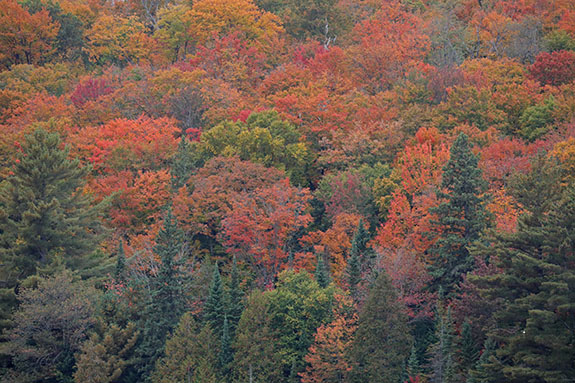 Fall colour along Highway 60 in Algonquin Park on September 25, 2025 