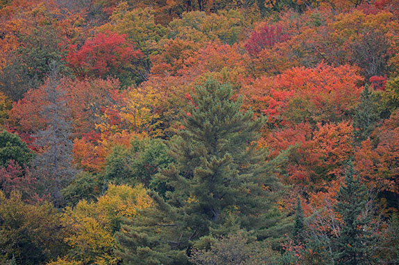 Fall colour in Algonquin Park on September 25, 2025 