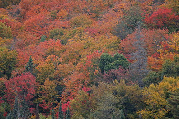 Fall colour along Highway 60 in Algonquin Park on September 25, 2025