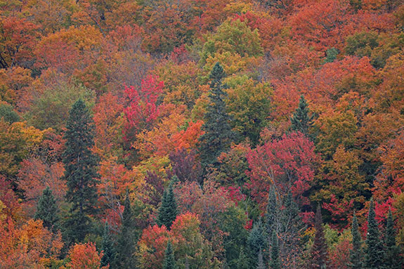 Along Highway 60 in Algonquin Park on September 25, 2025