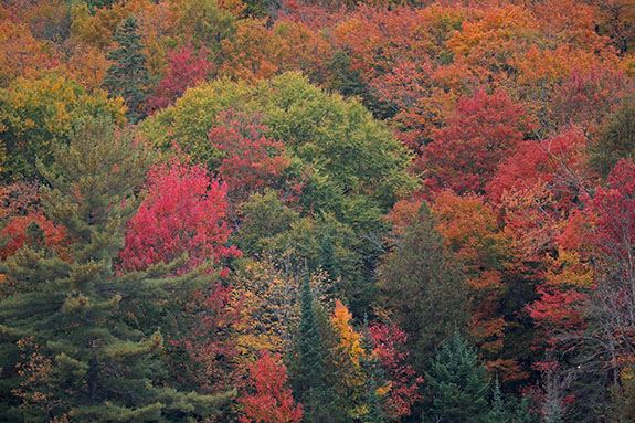 Fall colour in Algonquin Park on September 25, 2025