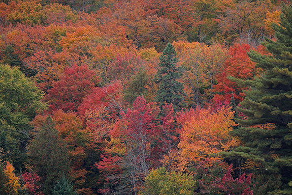 Fall colour along Highway 60 in Algonquin Park on September 25, 2025