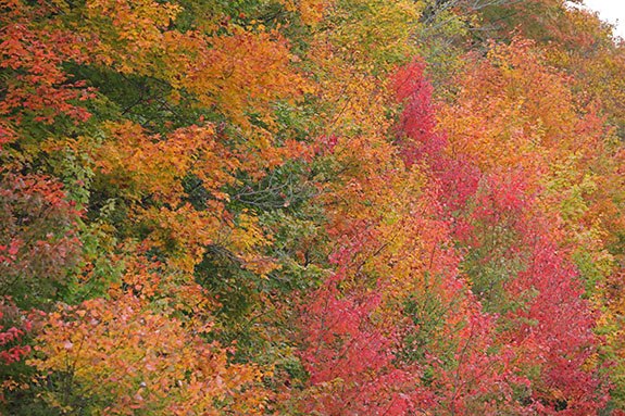 Fall colour in Algonquin Park on September 25, 2025