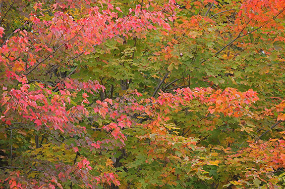 Fall colour in Algonquin Park on September 25, 2025