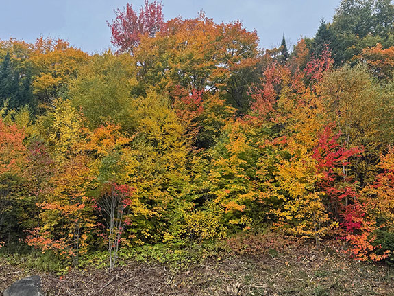 Fall colour along Highway 60 in Algonquin Park on September 25, 2025