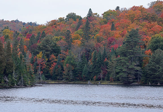 At km 10 of Highway 60 in Algonquin Park on September 25, 2025 (click to enlarge).