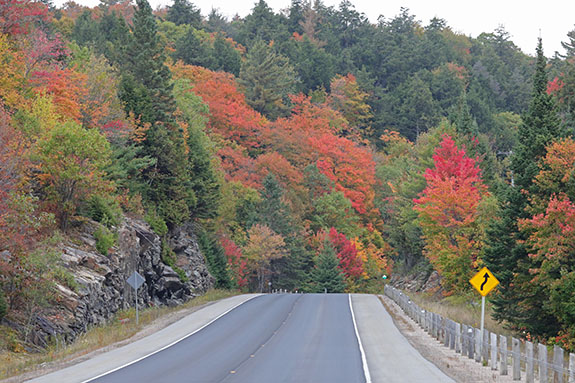 At km 13 of Highway 60 in Algonquin Park on September 25, 2025