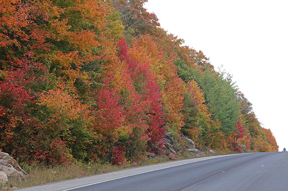 At km 17 of Highway 60 in Algonquin Park on September 25, 2025