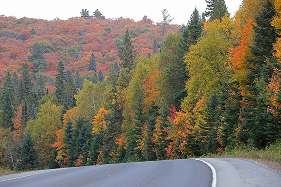 At km 7 of Highway 60 in Algonquin Park on September 25, 2025